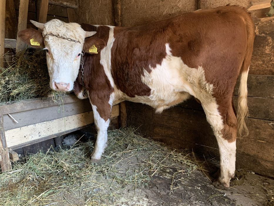 Taur baltat si junica