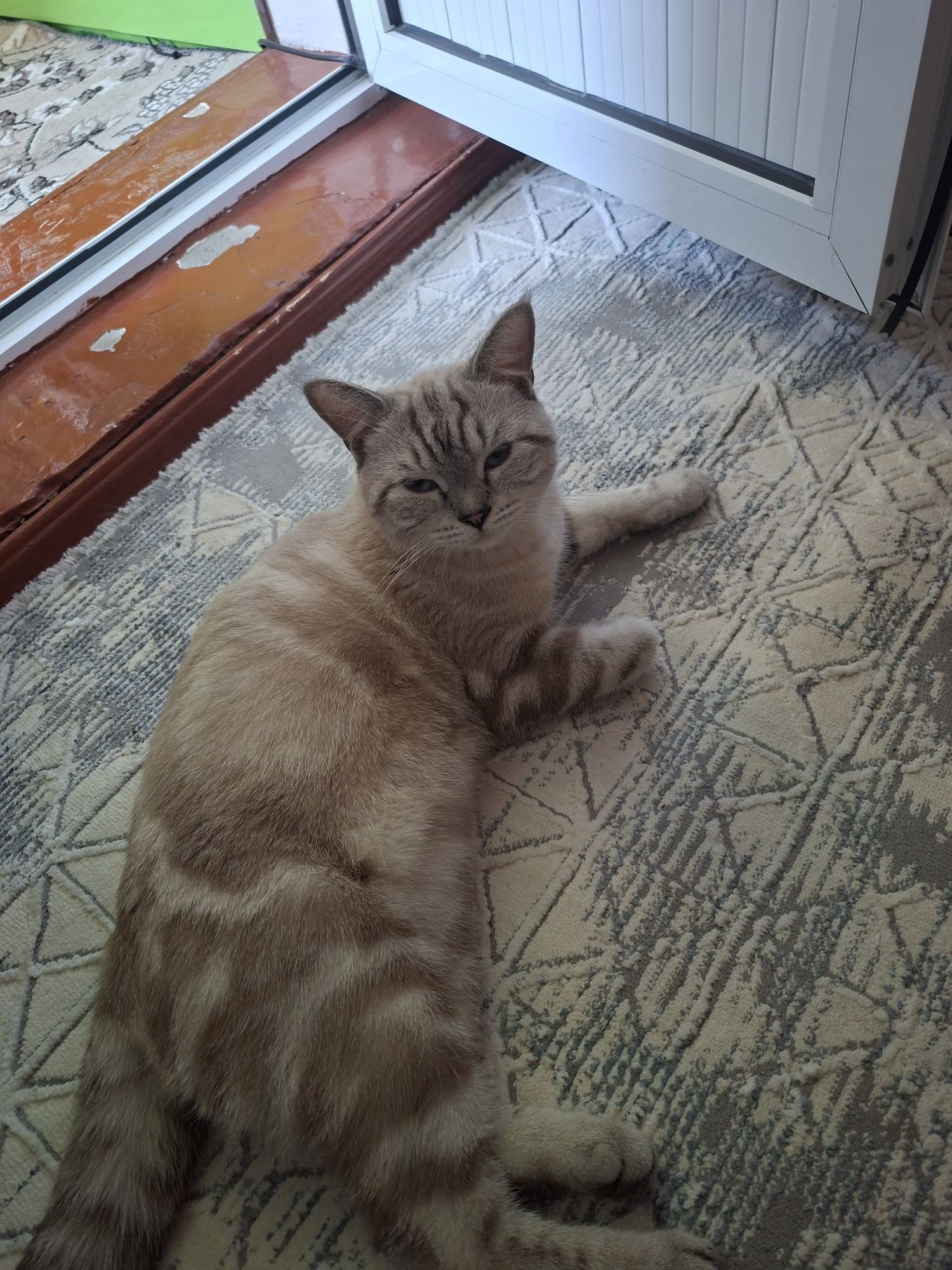 Кот скотиш страйт на вязку