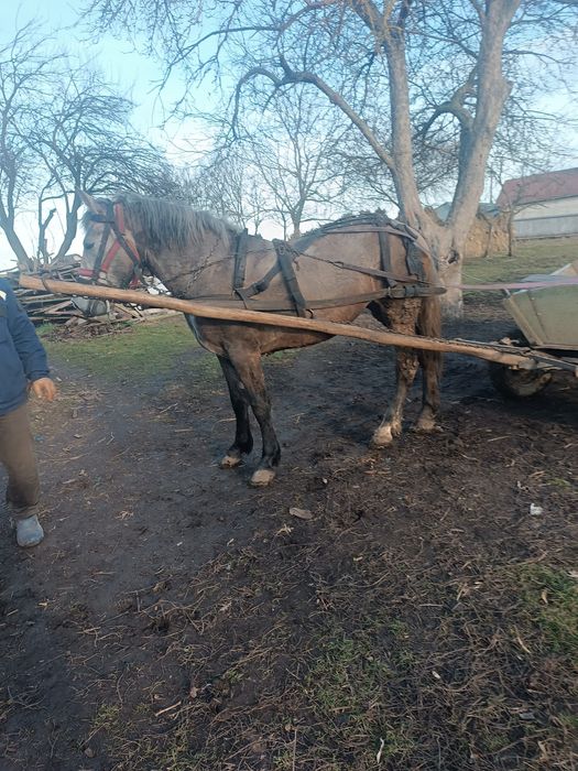 De vânzare iapa de 3 ani