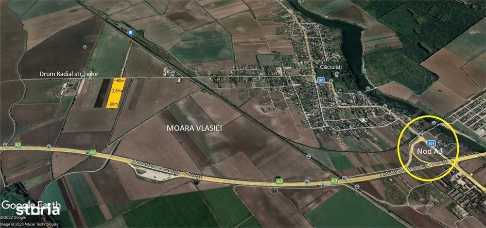 Teren intravilan 65000 mp - Caciulati - Moara Vlasiei - Nod A3