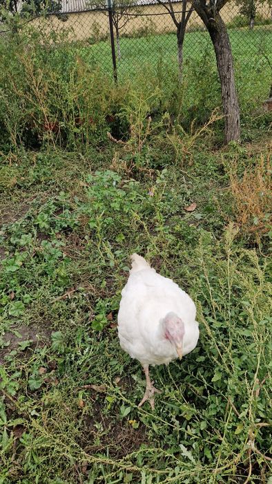 Vand curci si curcani