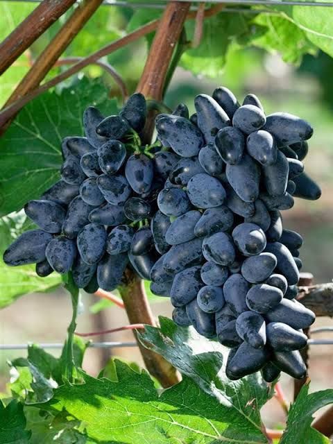 Vita de Vie (De Masa Fără Sâmburi)