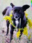 Cățeluși pentru adoptie