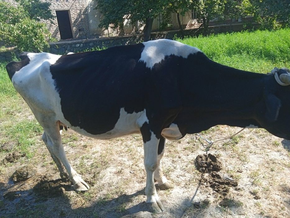 Manzil Buxoro viloyati Jondor tumani (Gagarin)