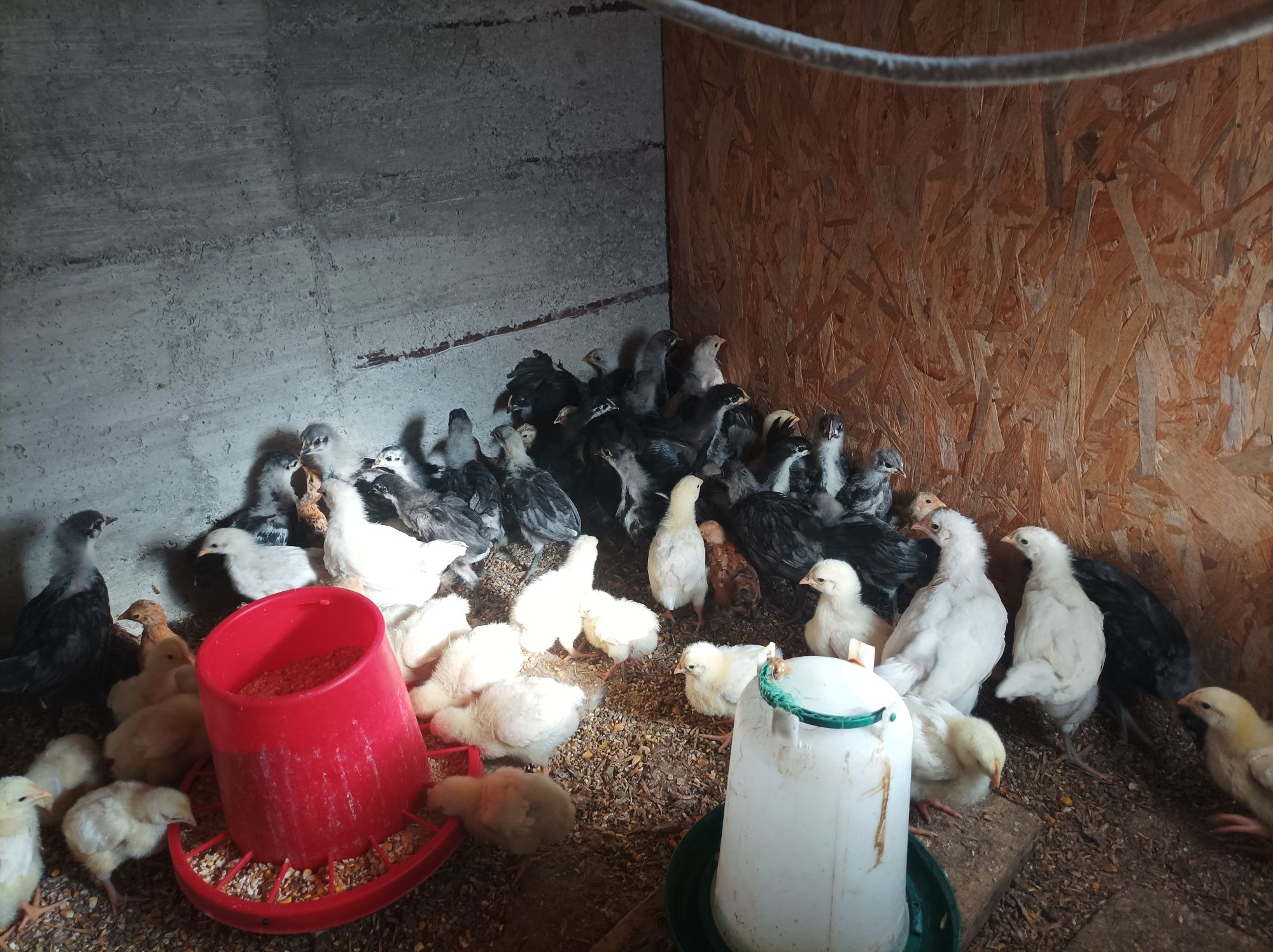 Pui australorp albastru și negru