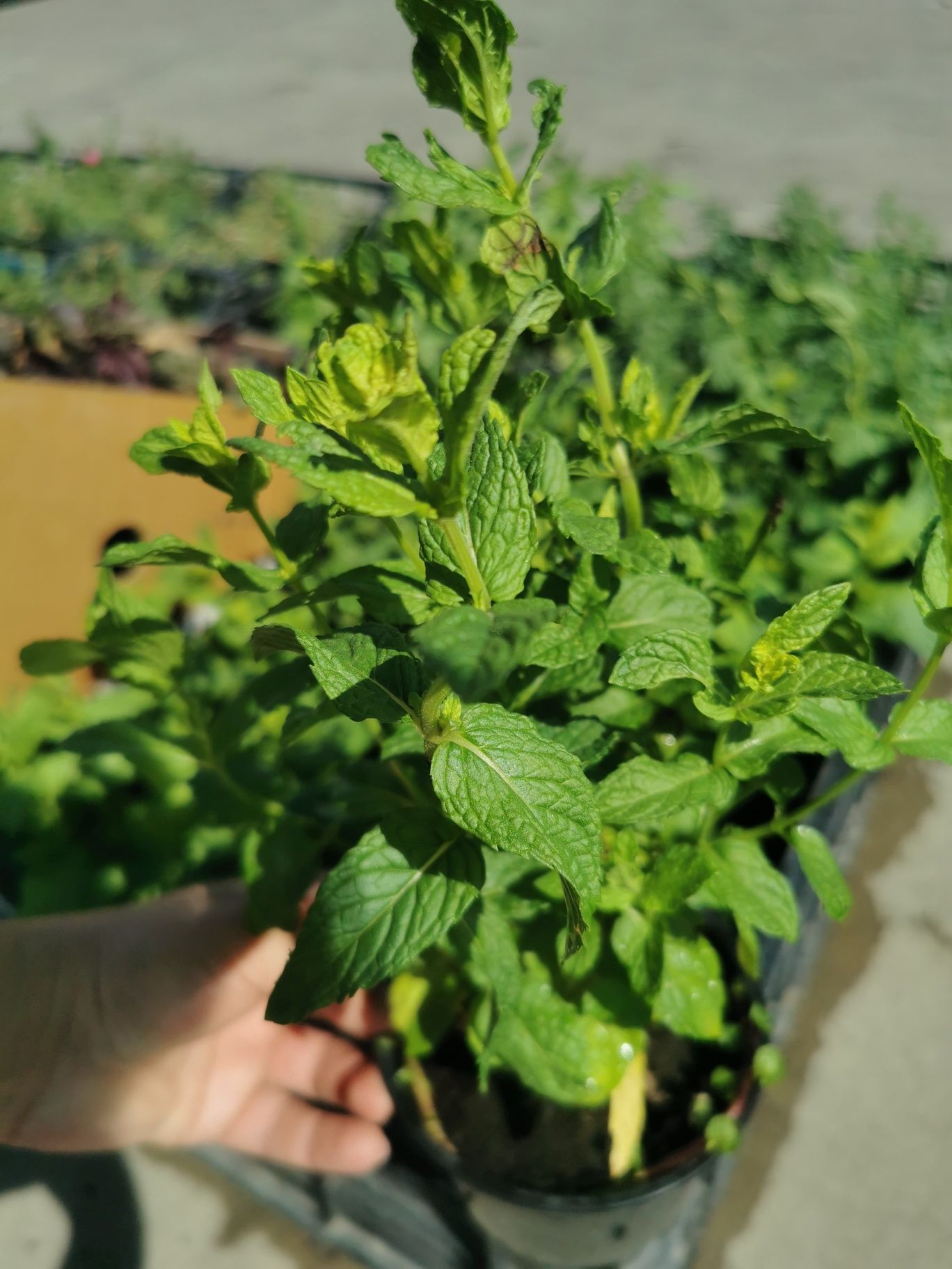 Busuioc, menta Cimbru la ghiveci