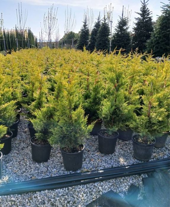 Plante ornamentale de diferite varietatii