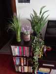 La vie en ROSES  ...plante artificiale si COVOR Mobexpert, nou