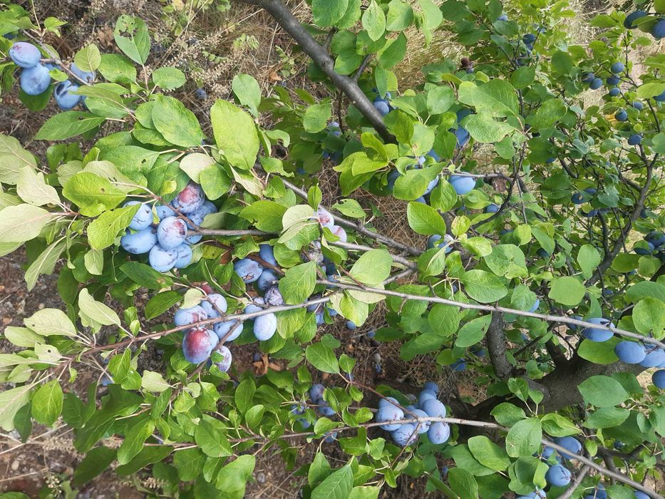 livada de pomi fructiferi si vie struguri de masa