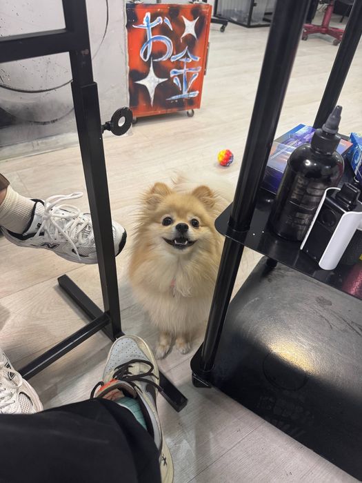 Щенки Померанского шпица — мини, от красивых родителей