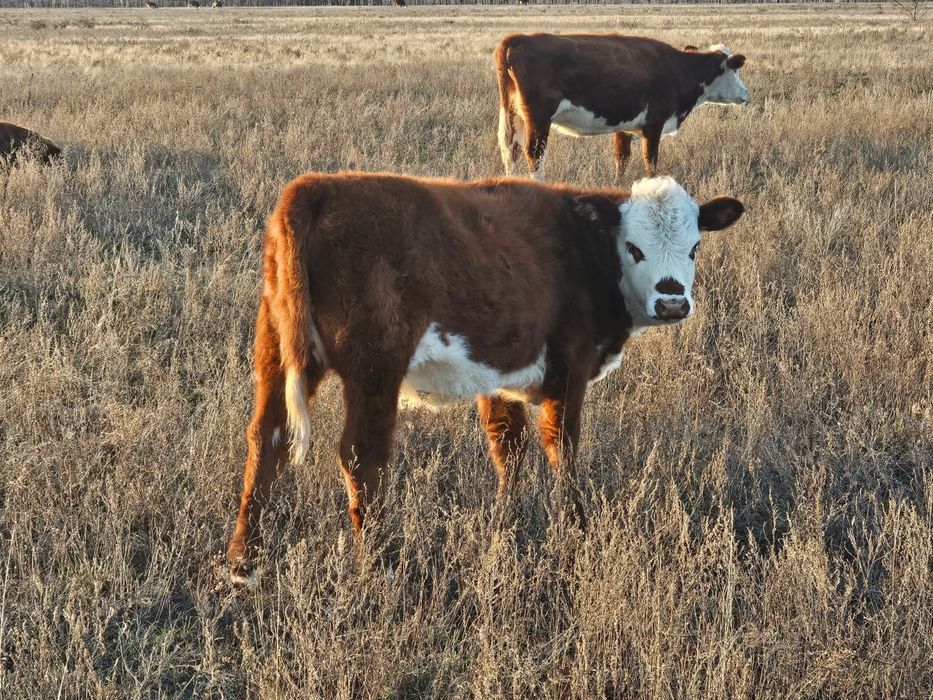Ургашы подсос баспактар сатылады