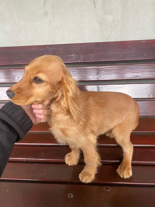 Cocker spaniel fetița