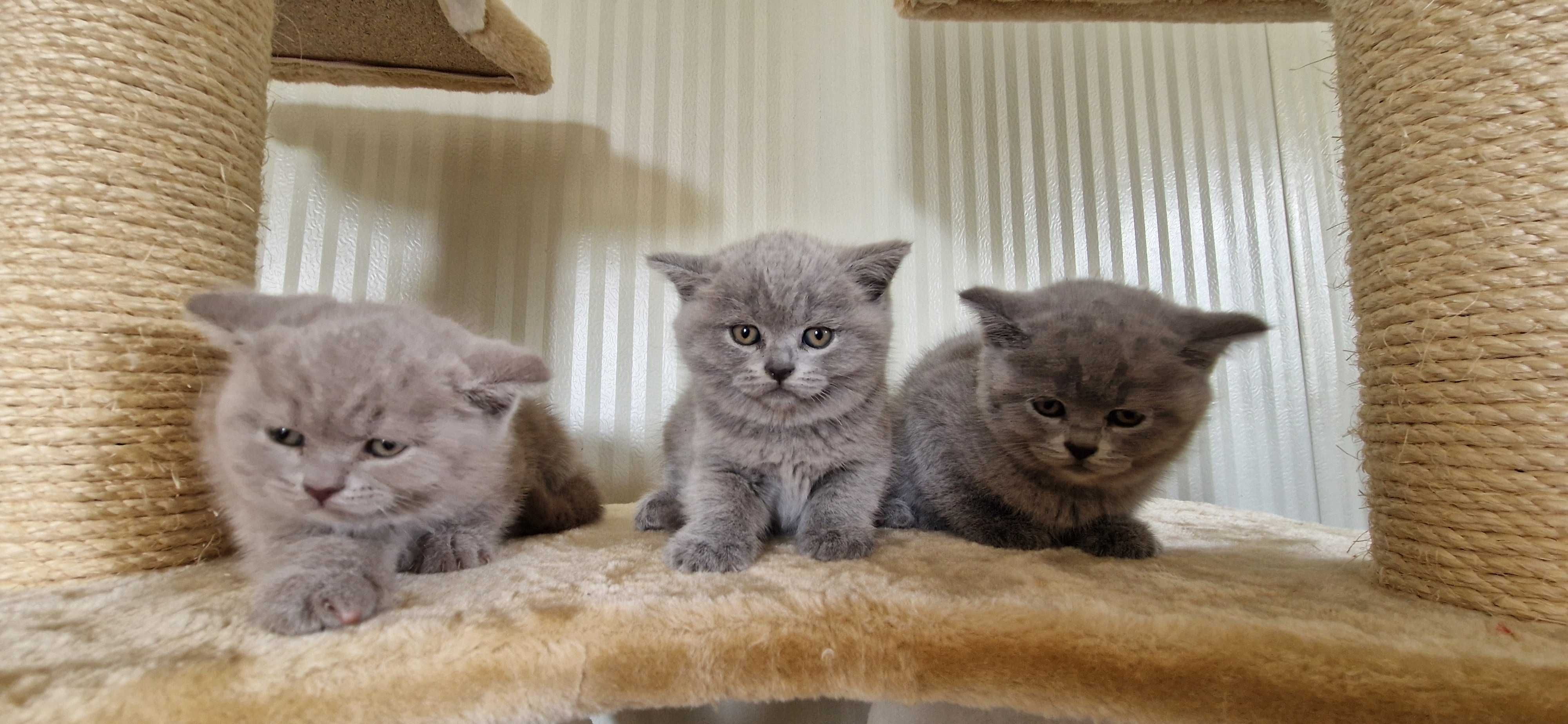 Pui British shorthair