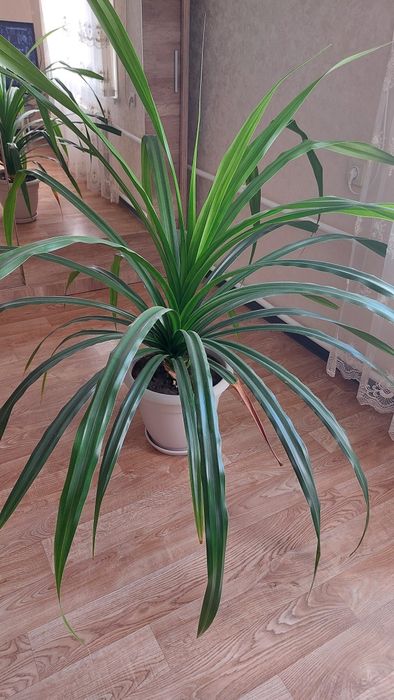 Продам цветы домашние