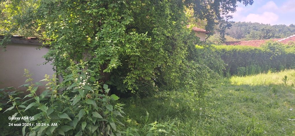 Косене и Почистване на дворове и стари къщи.рязана на опасни дървета