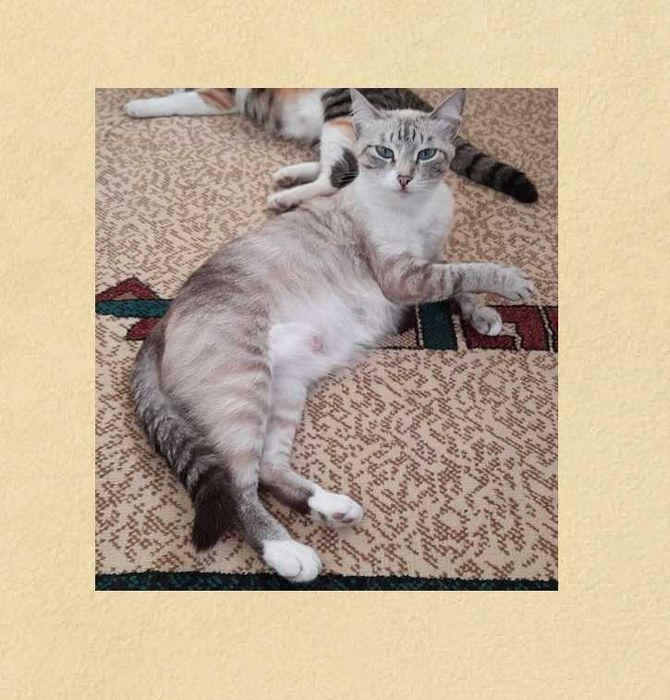 Потерялась кошка в районе поселка Аблакетки