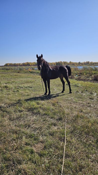 Ат сатылады 8 жасар