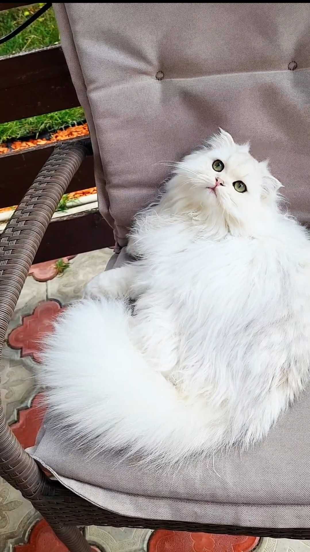 Scottish straight longhair cu pedigree superb