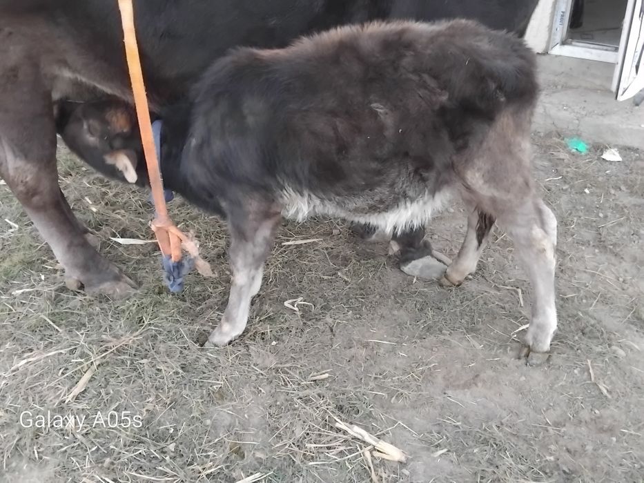 Алатау сиыр бузау мен