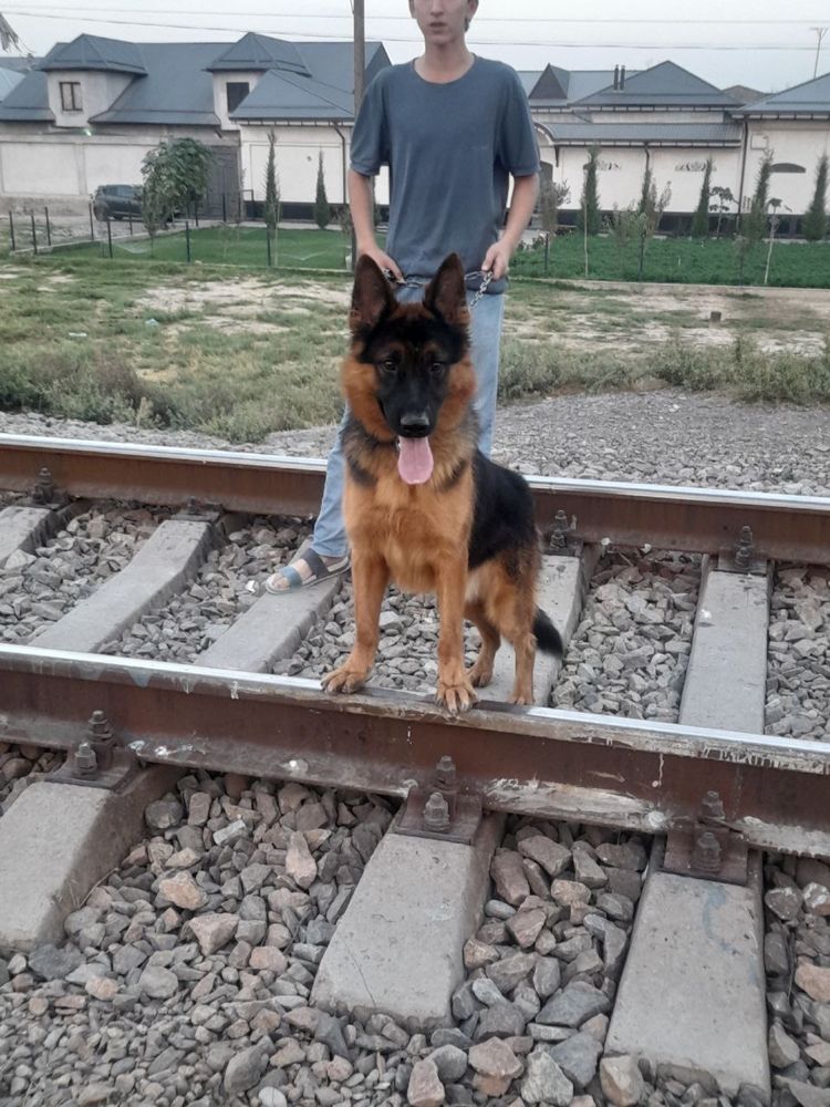 Avcharka qo’lga o’rgatilgan aqilli  sezgir qo’riqchi