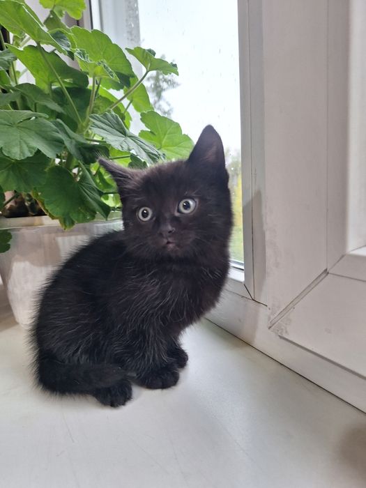 Отдам котят бесплатно