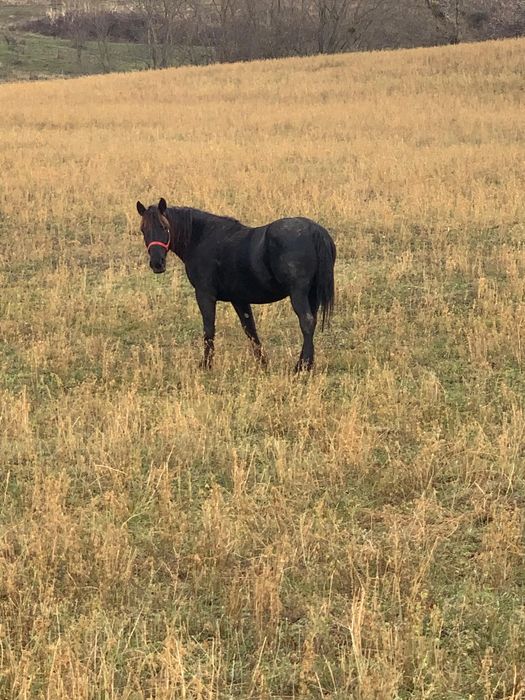 Iapa neagra frumoasa