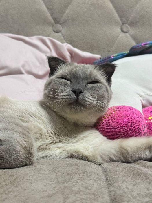 Котят девочка 7 месяца Reddoll+Scottish Fold