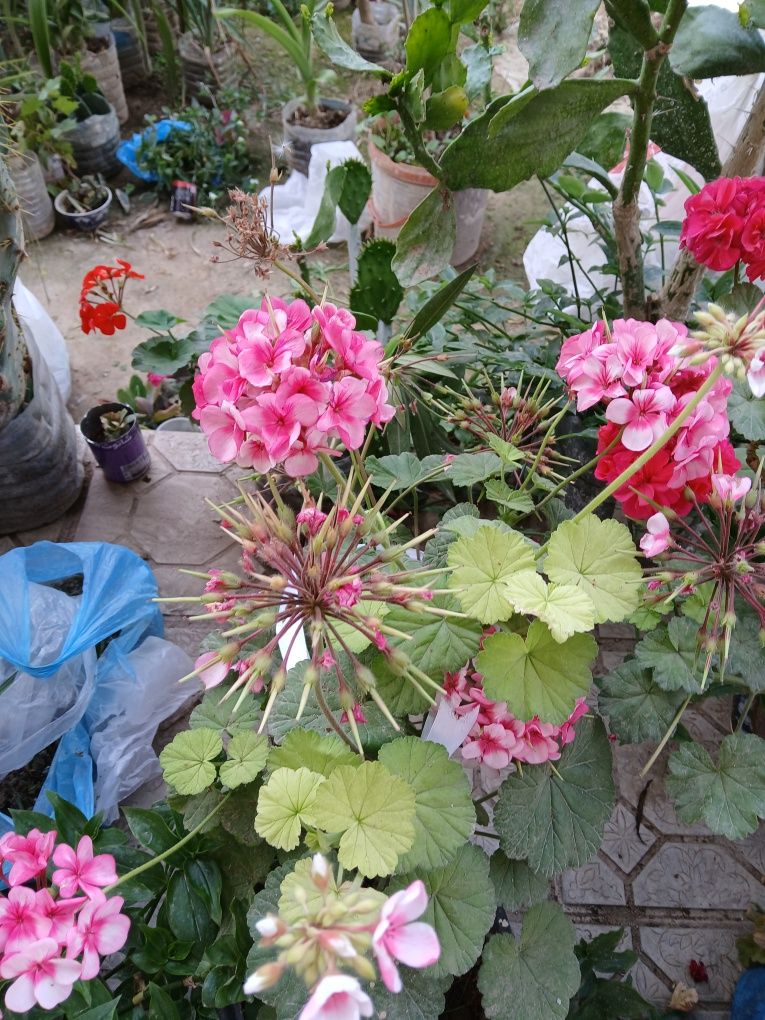 Продаются цветы в горшках есть разные каланхое алое звезда вера