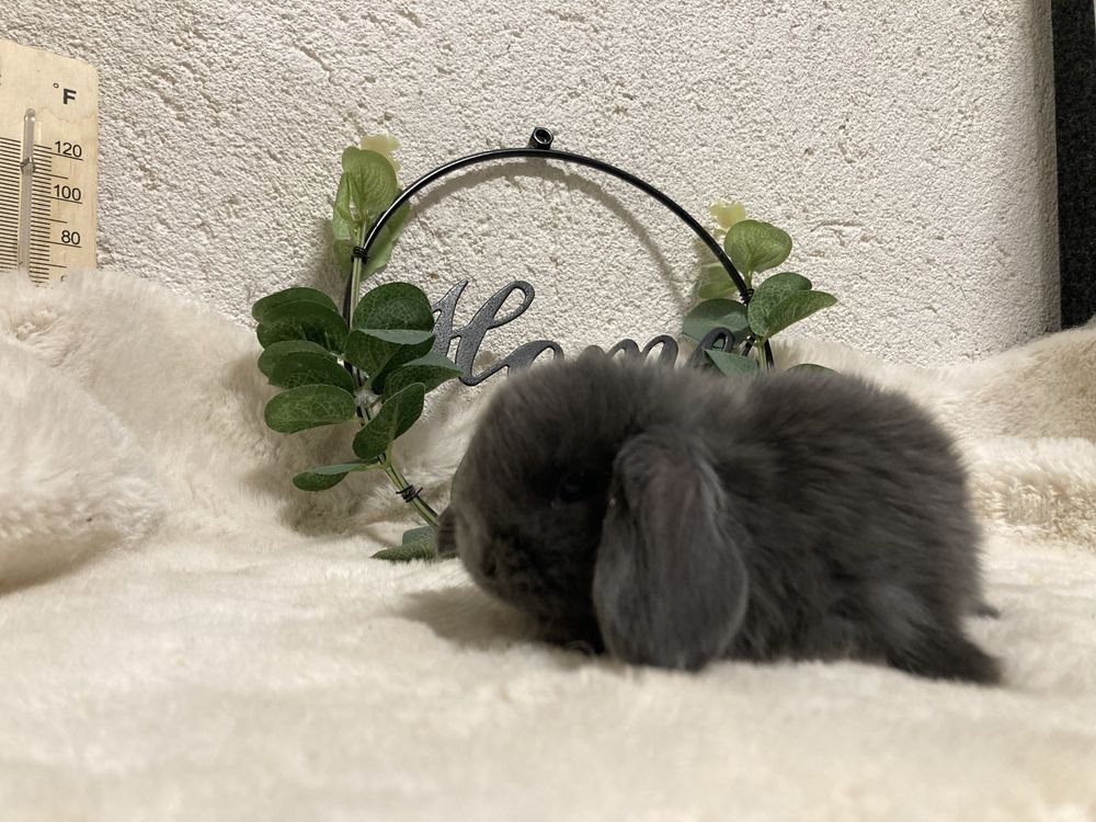 Iepuri pitici de conpanie berbec pitic/mini lop