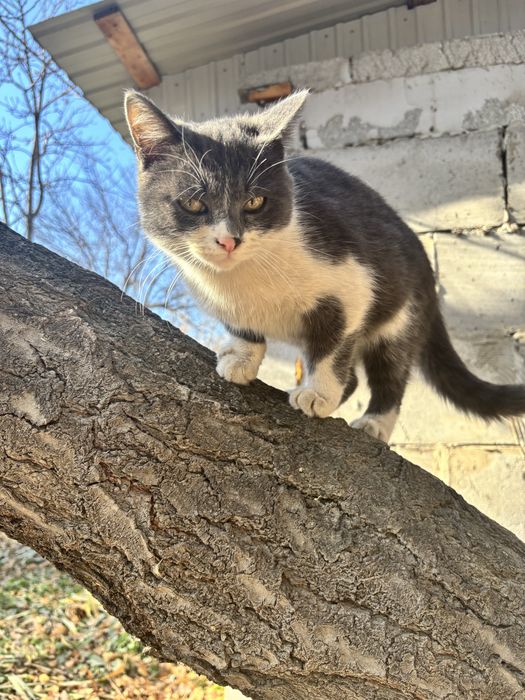 Котик мальчик серый