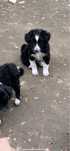 Dau spre adoptie catei frumosi