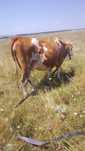 Vind doua juninci gestante