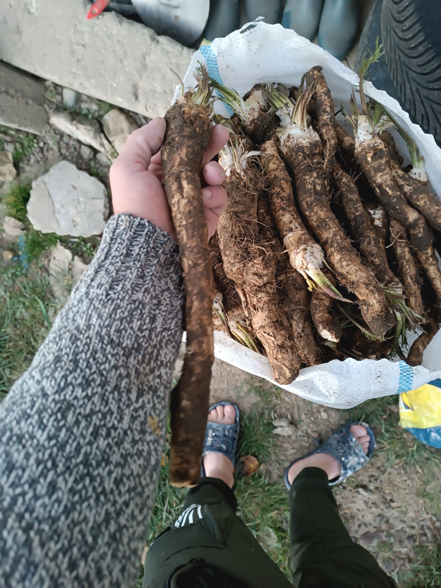 Hrean Romanesc  de Gradina