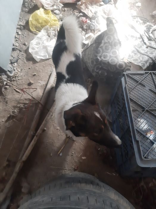 Продам собаку порода Грецкая овчарка йему Месяцы 2