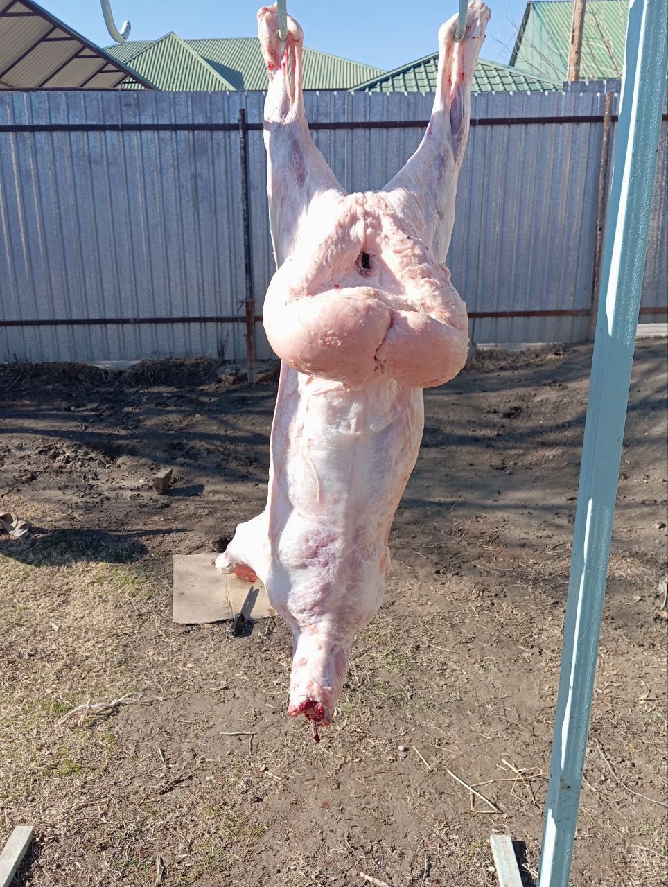 Semiz qōchqorlar bor. Buğoz qōylar ham bor