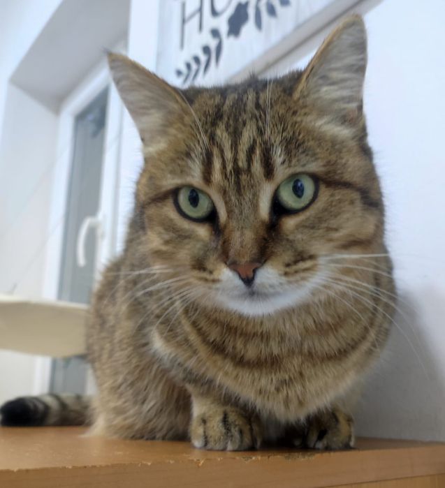 Кошечка Маша в поиске дома