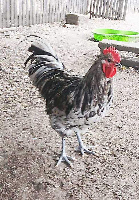 Vand cocosi Wiandotte GSG si Australorp Splash