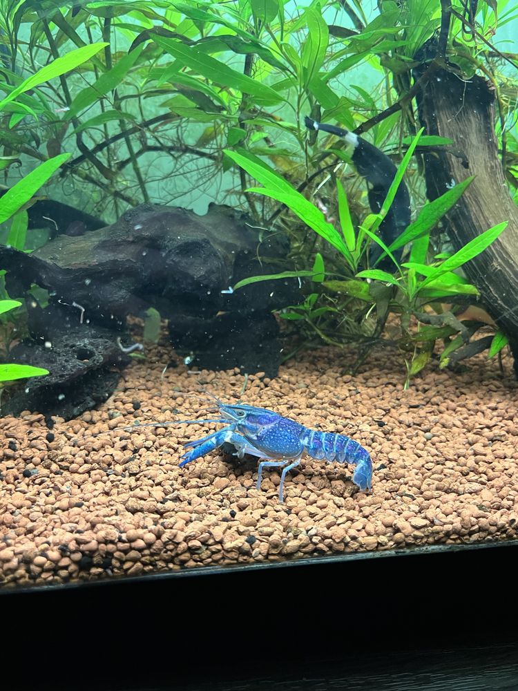 Cherax quadricarinatus blue