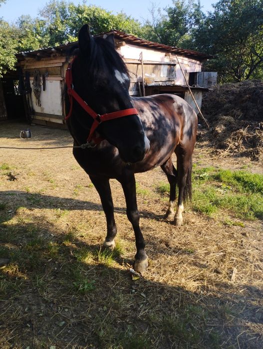Vând cârlan de 4 ani