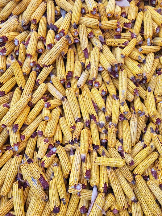 Porumb stiuleti 2025