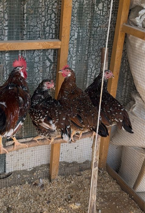 Леггорн парцелян куры / петух