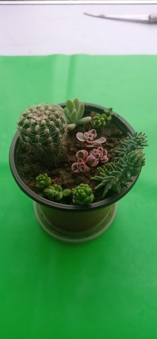 Цветя за офиса, стайни растения, саксии с аранжировки