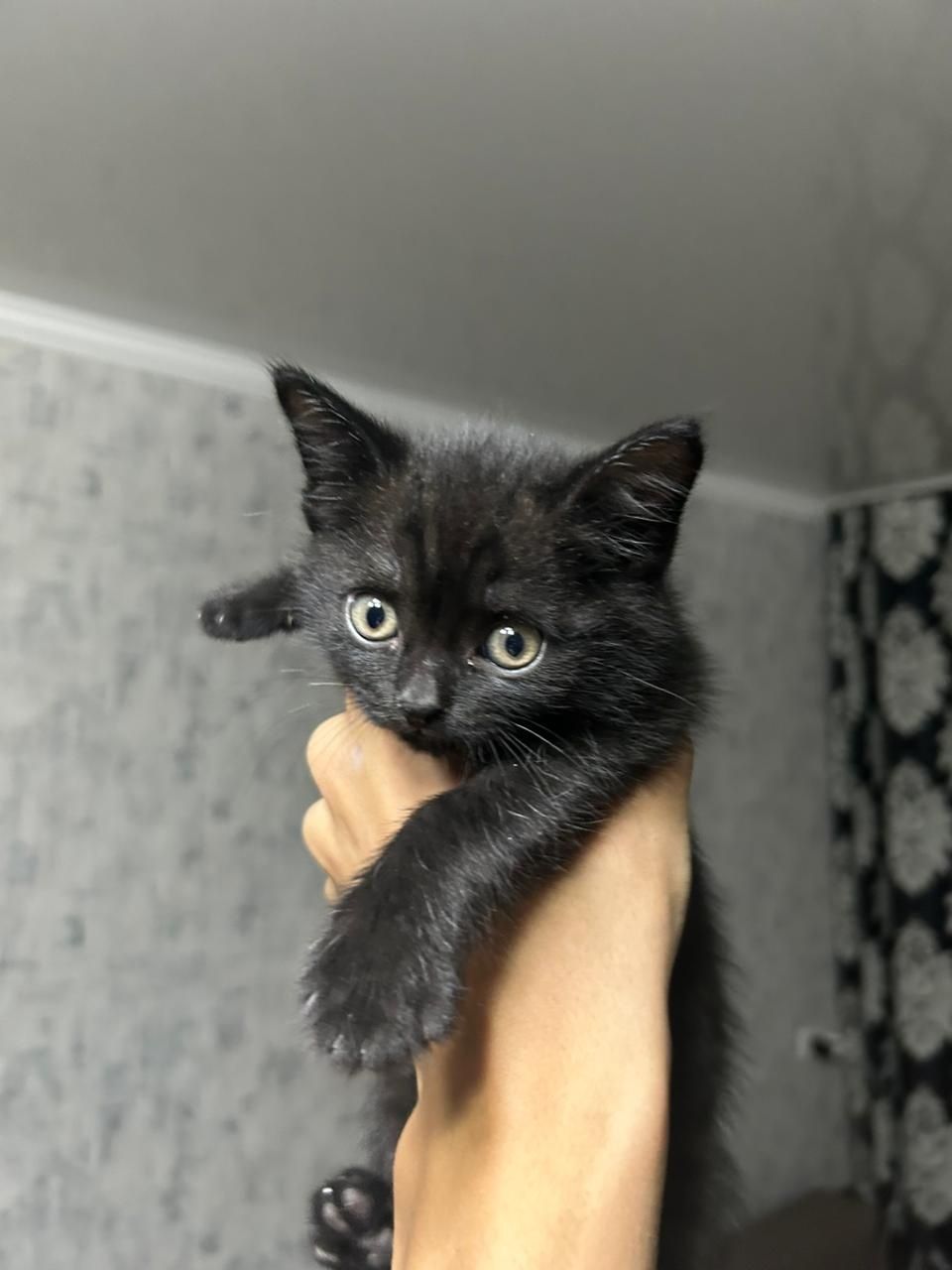 Кошечки , девочки , 1,5 месяца , ищут дом
