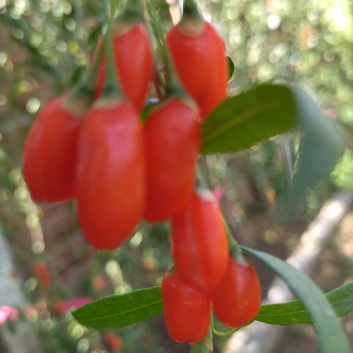 Годжи бери - разсад