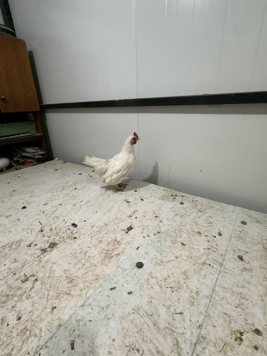 Продавам декоративни кокошки