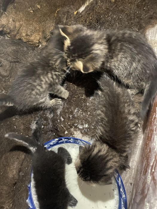 Мысықды тегін берем