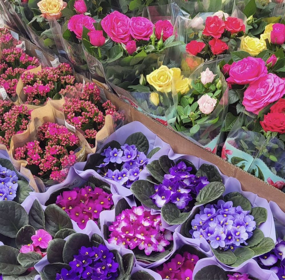 Цветы в горшках самый выгодные цены комнатные цвет от 2500 до 8900 тг