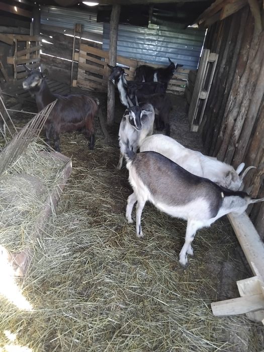 Iede de tinut sau taiat