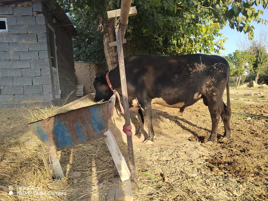 Angus, zottor, hali oʼsayotgan buqa