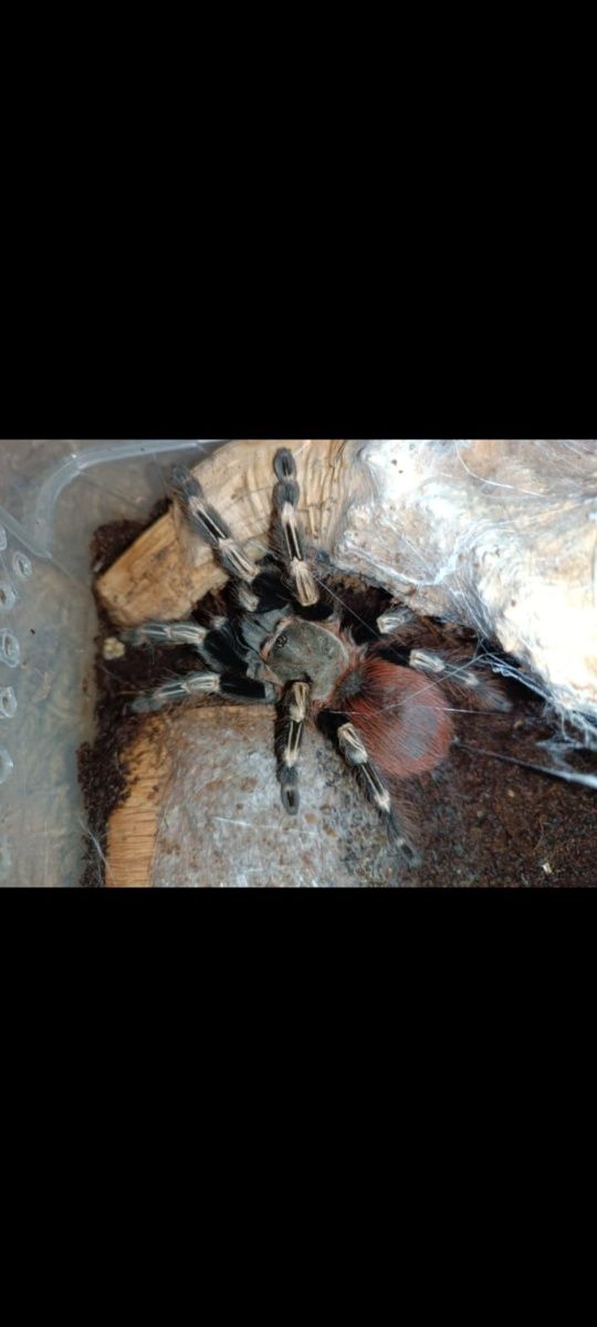 Nhandu chromatus.